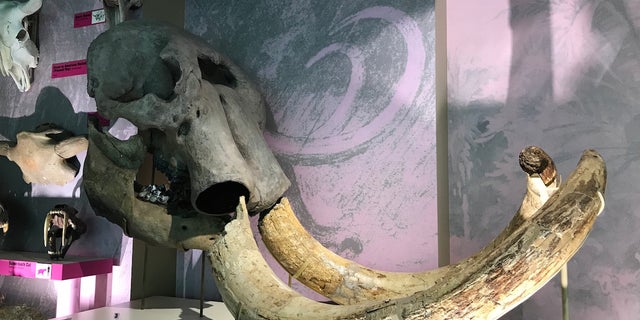 A mastodon skull and tusks sit on display at the Mississippi Museum of Natural Science. The giant Ice Age-era beasts are often confused with mammoths and elephants.