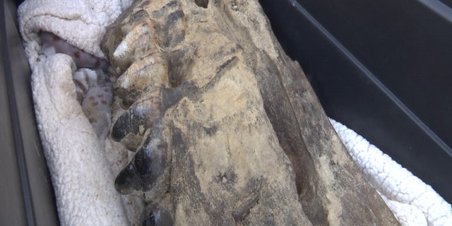 A mastodon jawbone sits in a bin to dry out after being discovered and dug up by three boys in Bovina, Miss., which is near the Mississippi River. The fossil weighs around 50 puonds.