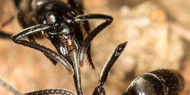 A Matabele ant treats the wounds of a mate whose limbs were bitten off during a fight with termite soldiers. CREDIT (Photo: Erik T. Frank, University of Würzburg)