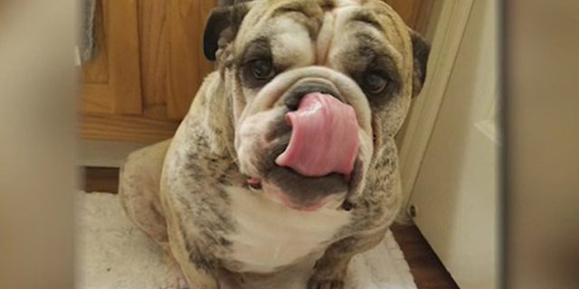 6-year-old bulldog Matilda drowned in a pool at Always Unleashed Pet Resort Saturday.