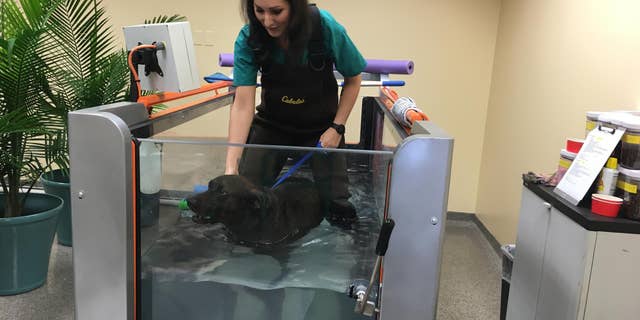Rehab technician Erica Seils helps Max, who suffers from arthritis, walk on an underwater treadmill. Photography by Cindy Kuzma.
