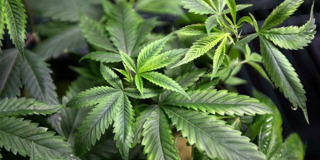July 11, 2014: Marijuana plants for sale are displayed at the medical marijuana farmers market at the California Heritage Market in Los Angeles, Calif.