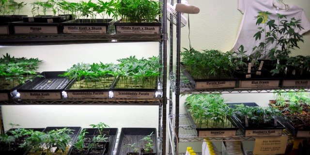 Oct. 29, 2009: This file photo shows trays of marijuana clones and gardening supplies underneath grow lights at the Peace in Medicine dispensary in Sebastopol, Calif.