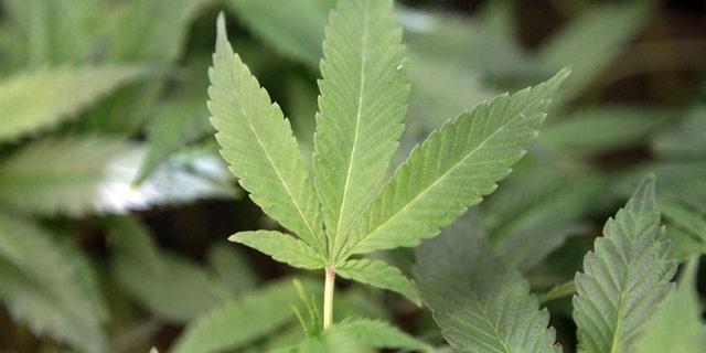 Feb. 1, 2011: This file photo shows medical marijuana clone plants at a medical marijuana dispensary in Oakland, Calif.