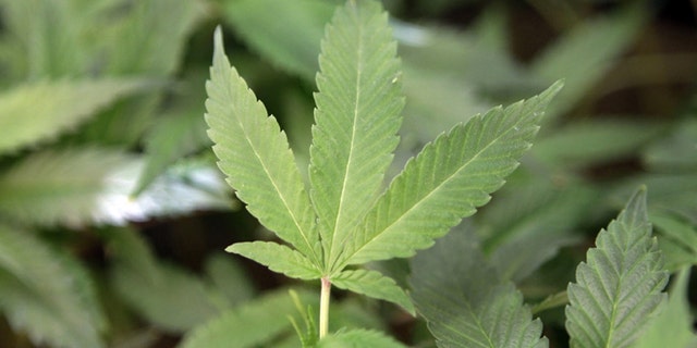 Feb. 1, 2011: This file photo shows medical marijuana clone plants at a medical marijuana dispensary in Oakland, Calif.