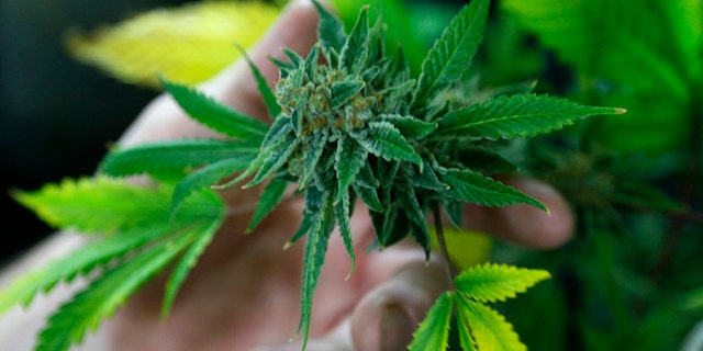 728909f1-USA-MARIJUANA/COLORADO