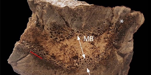 A cross section of the T. rex's bone showing the medullary bone in the middle.