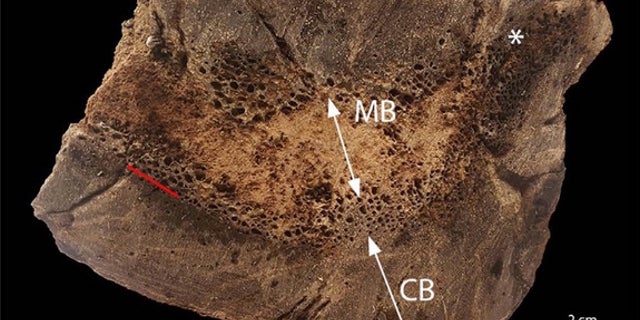 A cross section of the T. rex's bone showing the medullary bone in the middle.