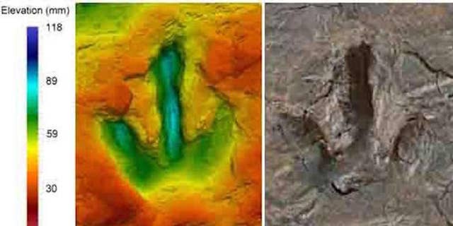 A footprint, thought to belong to a species of <i>megalosauripus</i>, a type of meat-eating theropod dinosaur. The false color scale shows show far the footprint goes down.