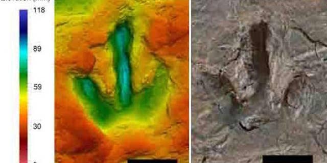 A footprint, thought to belong to a species of <i>megalosauripus</i>, a type of meat-eating theropod dinosaur. The false color scale shows show far the footprint goes down.