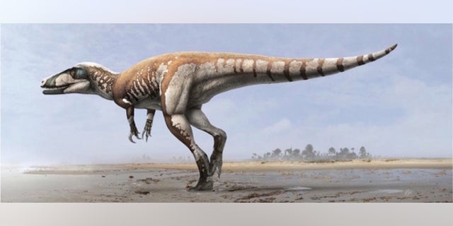 An illustration of the "lightning claw" megaraptorid.
