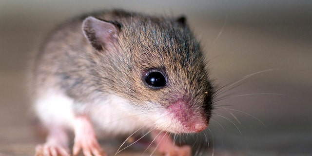 False memories can be implanted in mice and presumably humans.