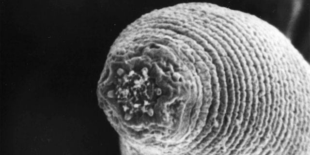 The nematode H. mephisto lives nearly a mile (1.3 km) underground in rock fractures near South African goldmines.