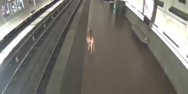 A deer wandered into the Crystal City Metro Station on Tuesday.