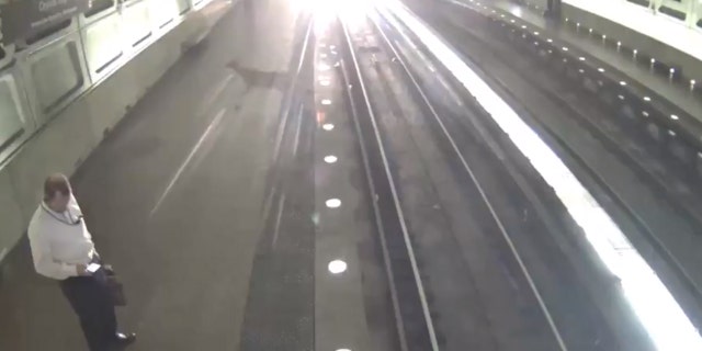 One commuter had his attention focused on his phone and barely noticed the deer as it sprinted by.