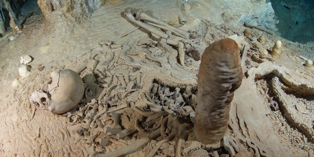 A prehistoric human skeleton in the Chan Hol Cave near Tulúm on Mexico's Yucatán peninsula.