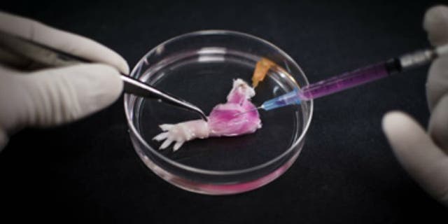 (Bernhard Jank, MD, Ott Laboratory, Massachusetts General Hospital Center for Regenerative Medicine)