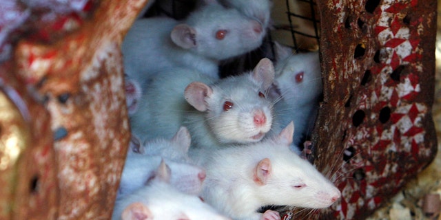 Two new studies reveal the disturbing germs mice in New York City carry.