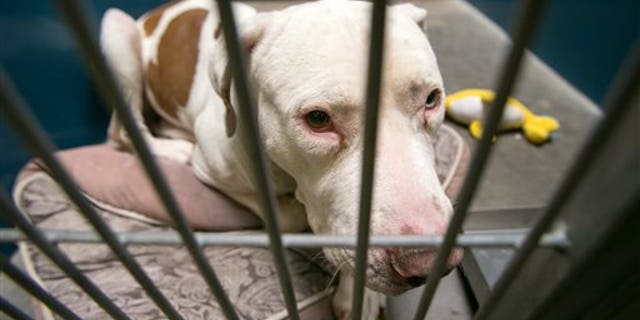 This March 11, 2014 photo shows Mickey, a pit bull, at West Valley Animal Care Center in Phoenix, Ariz. Mickey attacked four-year-old Kevin Vicente on Feb. 20, 2014. Mickey is now the object of a Facebook page that has garnered more than 39,000 likes on Facebook. The fate of Mickey, a pit bull, will ultimately be decided in a court hearing March 25 in Phoenix. Guadalupe Villa, who was at the scene of the attack, has filed a vicious-animal petition to have the dog put down. (AP Photo/The Arizona Republic, Michael Schennum) MARICOPA COUNTY OUT; MAGS OUT; NO SALES