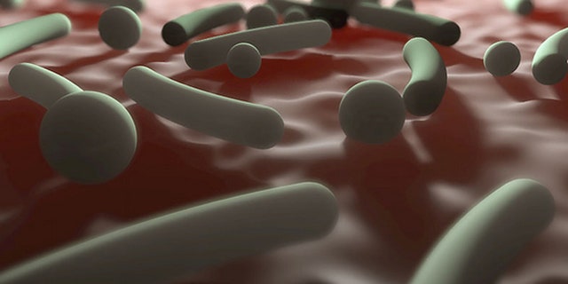 People who follow the hunter-gatherer lifestyle and don't have contact with industrialized cultures tend to have more diverse bacteria in and on their bodies.