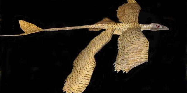 Scientists created a plastic model of a microraptor to show its gliding capabilities.