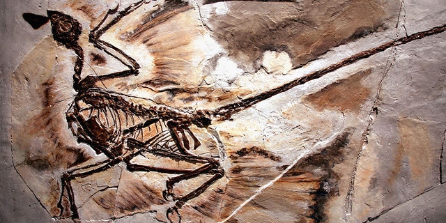 A fossil of a microraptor found in Liaoning province, China. The crow-sized dinosaur lived about 125 million years ago.
