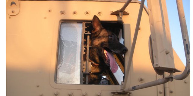 Mike, a 9-year-old Belgian Malinois, in Iraq.