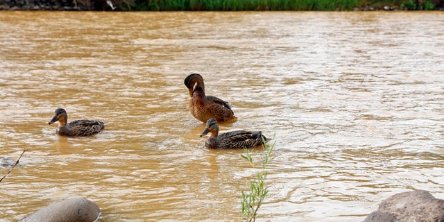 Ducks wade in the Animas River as orange sludge from a mine spill upstream flows past Berg Park in Farmington, N.M., Saturday, Aug. 8, 2015. About 1 million gallons of wastewater from Colorado's Gold King Mine began spilling into the Animas River on Wednesday when a cleanup crew supervised by the Environmental Protection Agency accidentally breached a debris dam that had formed inside the mine. The mine has been inactive since 1923( Alexa Rogals/The Daily Times via AP)