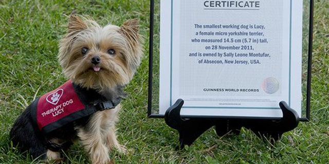 Jan. 7, 2012: This photo provided by Howie Williams shows Lucy, with her Guinness Book record certificate for smallest working dog in the world in Smithville, N.J.