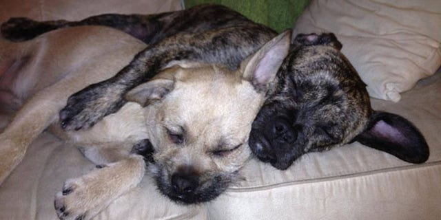 FILE: It's been nearly three weeks since Burton and Zuzu, seen above, vanished after a home break-in in West Hartford, Conn., their owner, Amanda Denes, says.