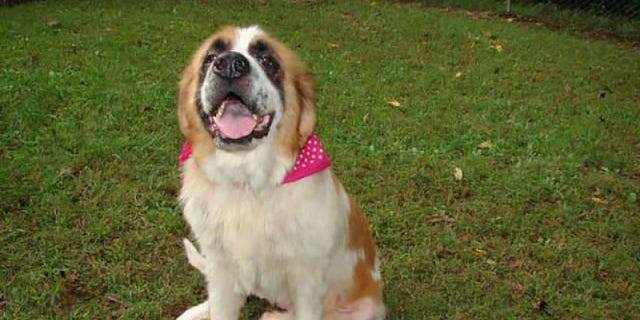 missing therapy dog gofundme