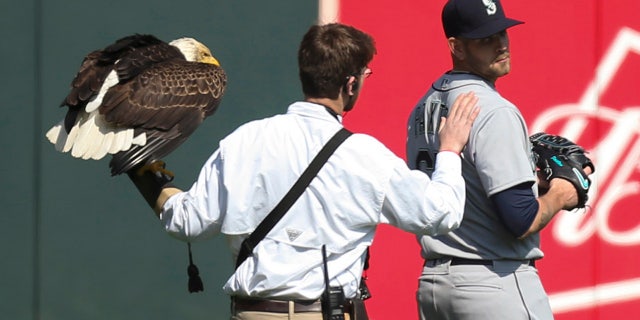 The handler for an American eagle that was to fly to the pitcher's mound during the national anthem pats Seattle Mariners starting pitcher James Paxton, a Canadian, after the eagle chose to land on his shoulder instead.