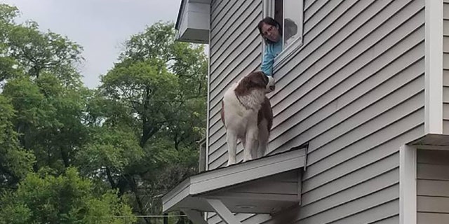 Whiskey was stuck on the roof of his Spring Lake Park home.