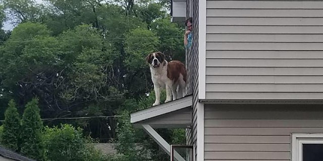 Whiskey doesn't appear fazed by his predicament.