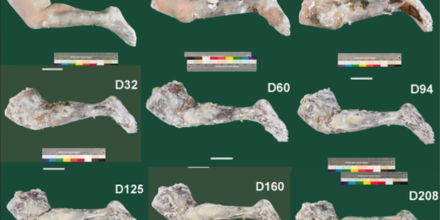 Mummified fresh human tissue