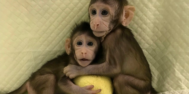 In this undated photo provided by the Chinese Academy of Sciences, cloned monkeys Zhong Zhong and Hua Hua sit together with a fabric toy. For the first time, researchers have used the cloning method that produced Dolly the sheep to create two healthy monkeys, potentially bringing scientists closer to being able to do that with humans