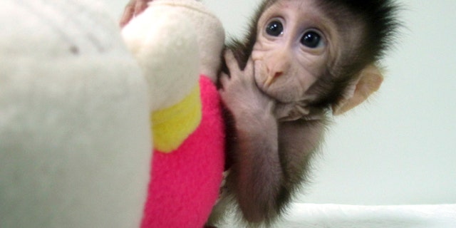 In this undated photo provided by the Chinese Academy of Sciences, cloned monkey Zhong Zhong sits with a fabric toy. For the first time, researchers have used the cloning method that produced Dolly the sheep to create two healthy monkeys, potentially bringing scientists closer to being able to do that with humans. (Sun Qiang and Poo Muming/Chinese Academy of Sciences via AP)