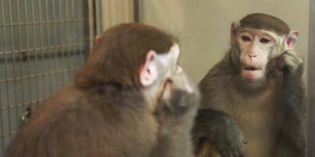 Humans aren't the only animals that can recognize themselves in the mirror. A new study suggests that monkeys can, too, with a little training.