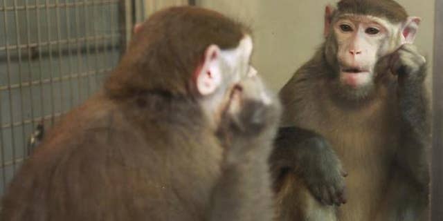 Humans aren't the only animals that can recognize themselves in the mirror. A new study suggests that monkeys can, too, with a little training.