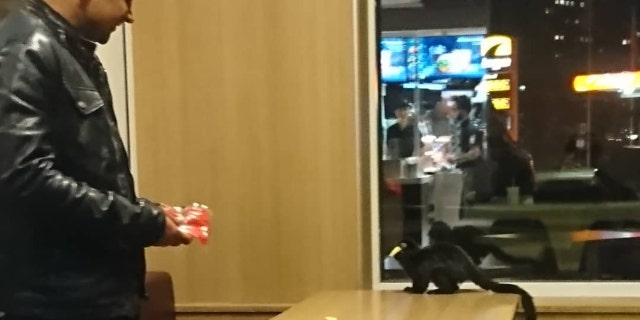 A monkey that had escaped from the Gothenburg science center Universeum popped up at a McDonald's nine miles away.