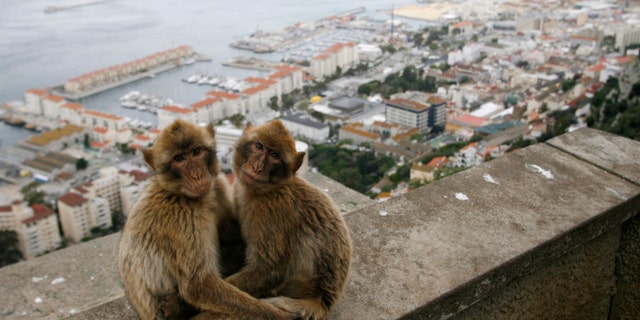 Gibraltar monkeys sit on the top of the Rock of Gibraltar overlooking the colony.