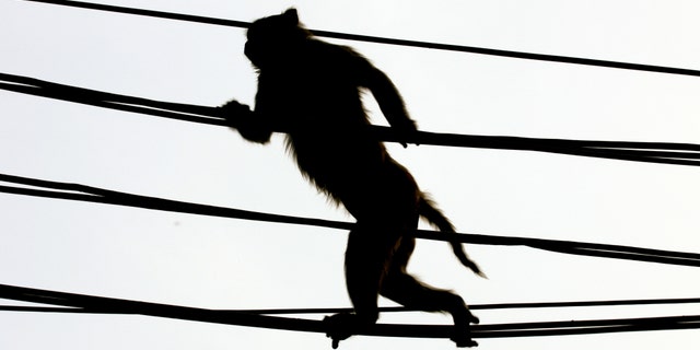 A monkey crosses a crowded street using over-head power lines in New Delhi June 27, 2005. (REUTERS/Desmond Boylan VM/LA)