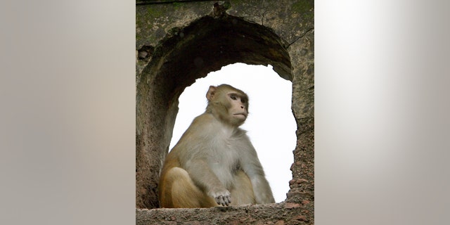 File photo - A monkey takes cover from the rain inside the Nehru park in the old quarters of Delhi July 27, 2006. (REUTERS/Desmond Boylan)