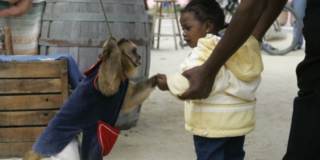 FILE: July 3, 2006: A capuchin monkey shakes hands of a young girl at Fisherman's Wharf in Monterey, Calif.