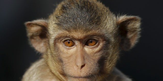 File photo - A long-tailed macaque is seen at the Pra Prang Sam Yot temple before the annual Monkey Buffet Festival in Lopburi, north of Bangkok Nov. 29, 2015. (REUTERS/Jorge Silva)