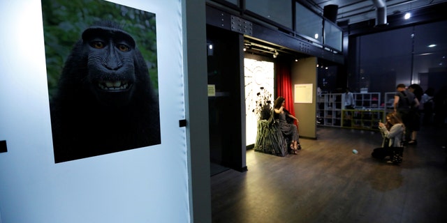 File photo - A print of a monkey selfie is on display during a VIP media preview ahead of the opening of The Museum of Selfies in Glendale, California, U.S., March 29, 2018. (REUTERS/Mario Anzuoni)