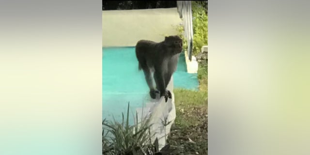 A rhesus monkey was spotted in Apopka, Florida over the weekend.