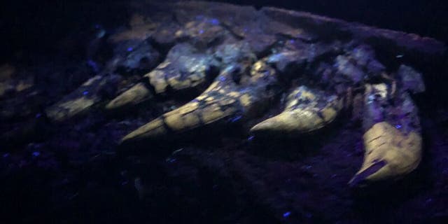 University of Kansas researchers found the fossil glowed under a black light