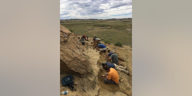 The University of Kansas excavation crew at work