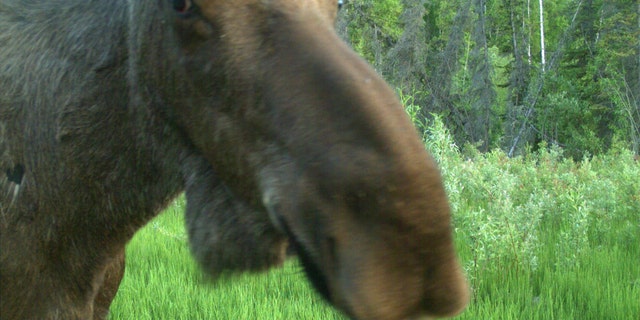 This 2017 photo from a U.S. Fish and Wildlife Service motion-activated camera shows a moose at the Yukon Flats National Wildlife Refuge in Alaska. Motion-detecting wildlife cameras are yielding serious science as well as amusing photos. From ocelots in the desert to snow-loving lynx high in the Northern Rockies, remote cameras are exposing elusive creatures like never before. (U.S. Fish and Wildlife Service via AP)